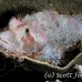 scorpionfish_tasseled_sb_gld_h_0187_kom1804.jpg